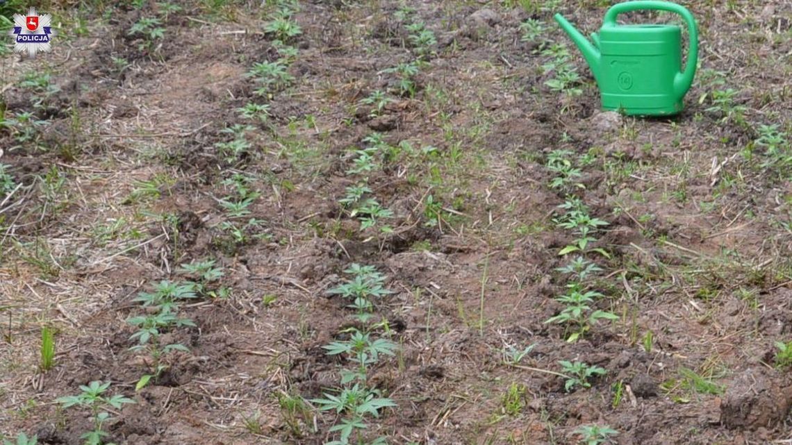 "Ogrodnicy" podlewali krzewy marihuany. Zatrzymali ich policjanci "Ogrodnicy" podlewali krzewy marihuany. Zatrzymali ich policjanci
