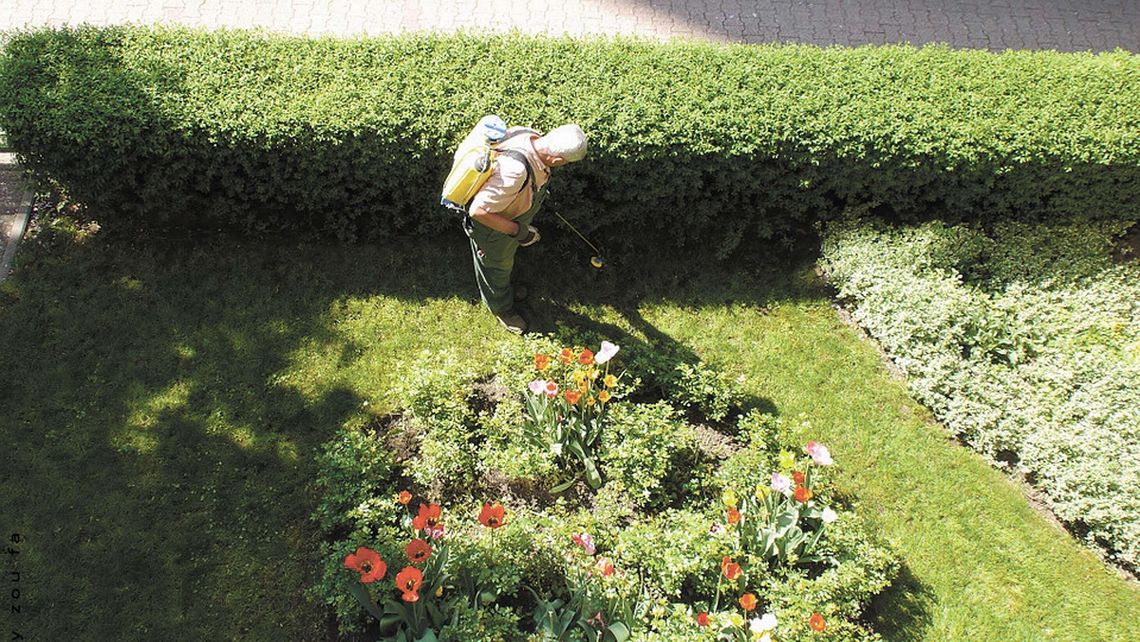 Ogrodnik wygrał z Monsanto, producentem herbicydu Roundup