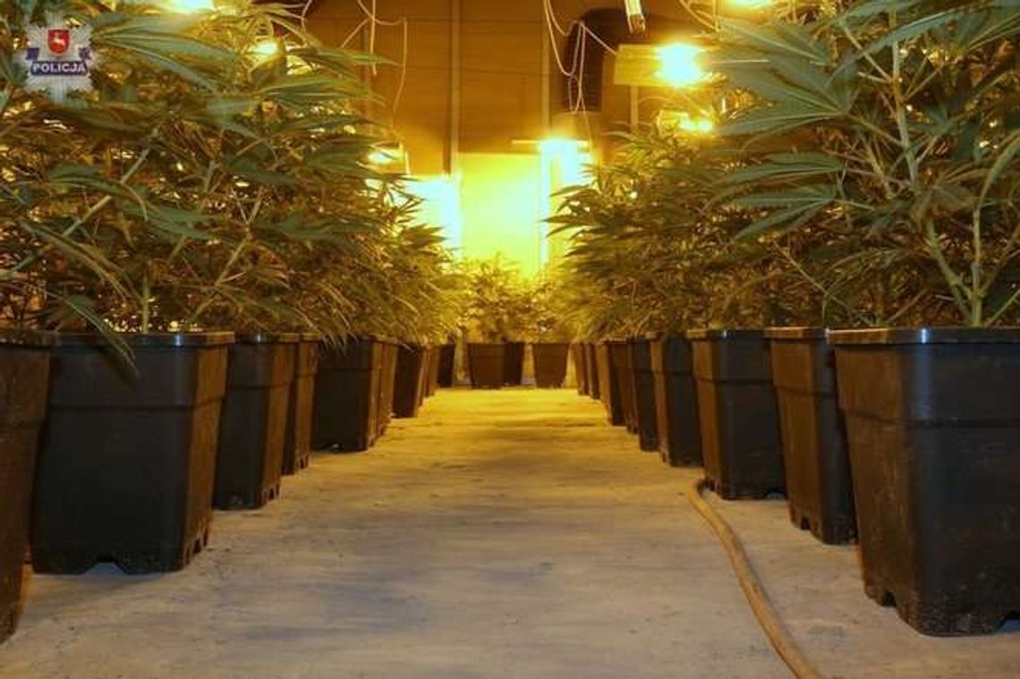 Ogromna plantacja konopi w budynku po pralni. Ponad 2 tys. krzaków (zdjęcia, wideo) Ogromna plantacja konopi w budynku po pralni. Ponad 2 tys. krzaków (zdjęcia, wideo)