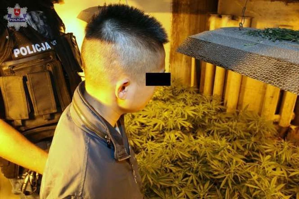Ogromna plantacja konopi w gm. Jastków. Dwaj Wietnamczycy aresztowani