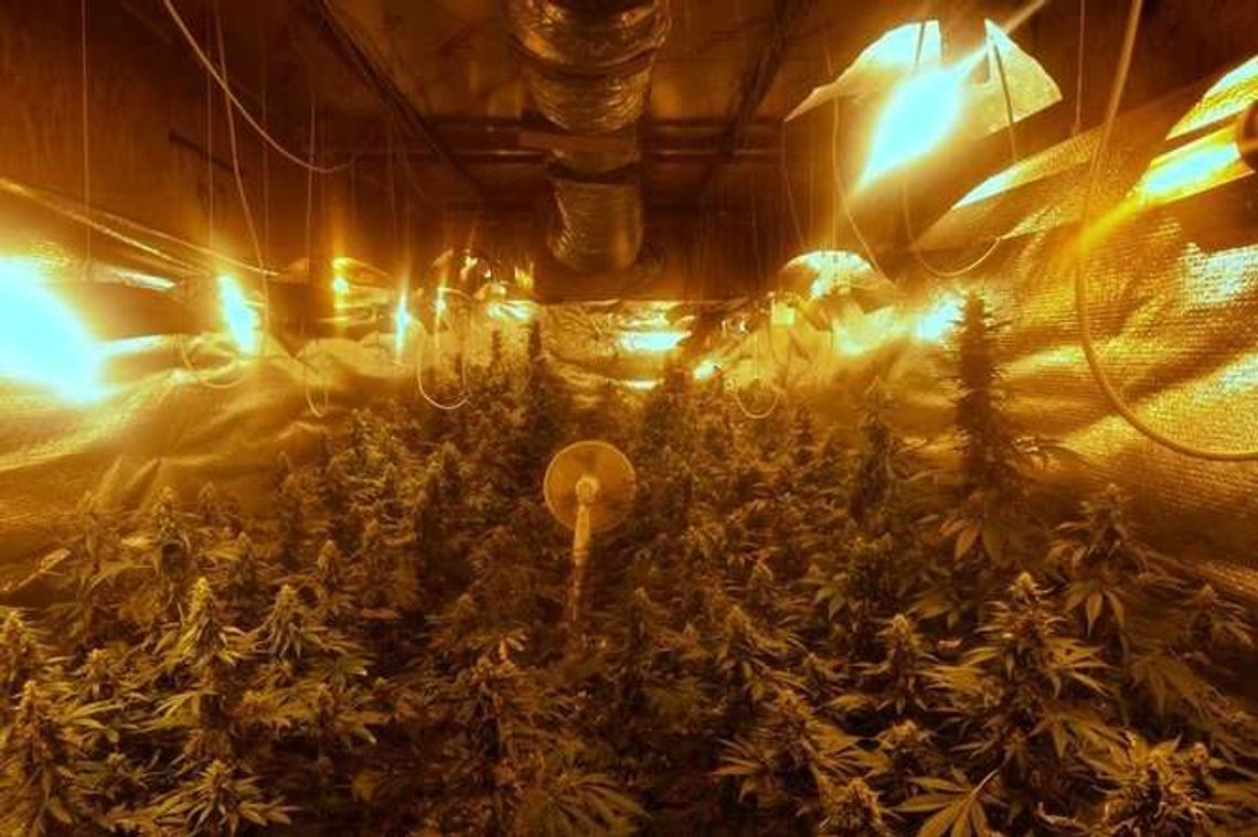 Ogromne, automatyczne plantacje konopi z blisko 400 krzakami. Cztery osoby zatrzymane Ogromne, automatyczne plantacje konopi z blisko 400 krzakami. Cztery osoby zatrzymane