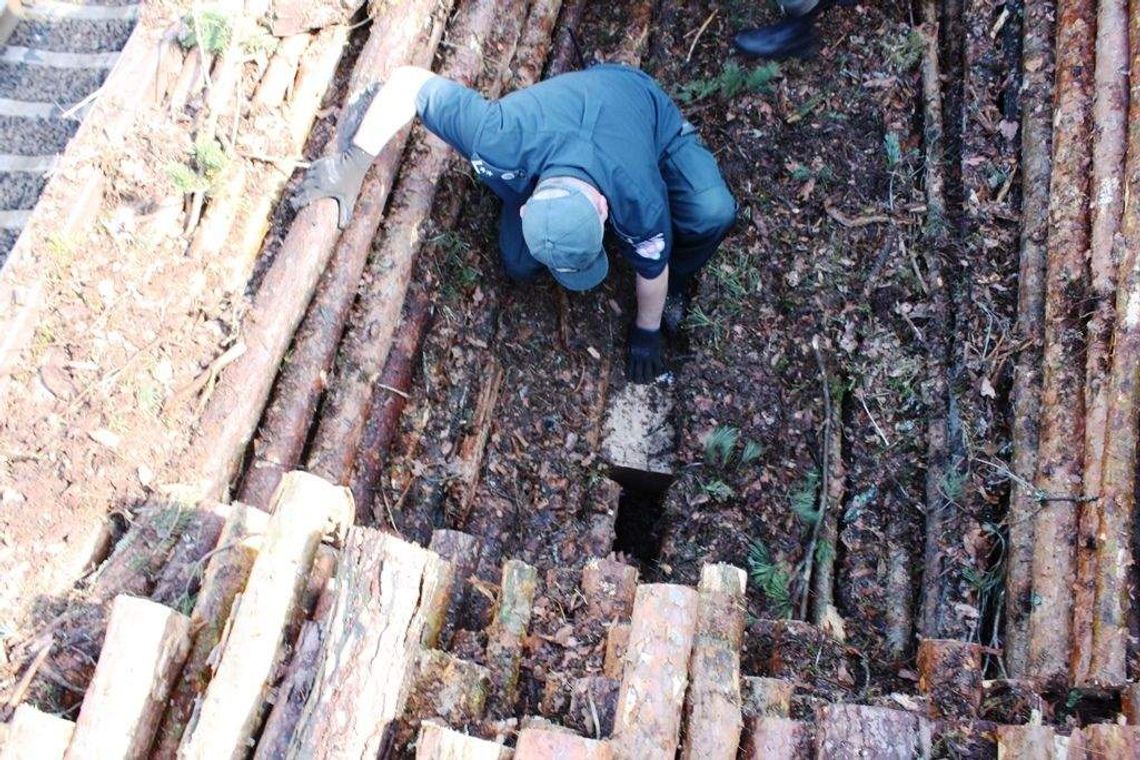 Ogromny przemyt w wagonie z drewnem