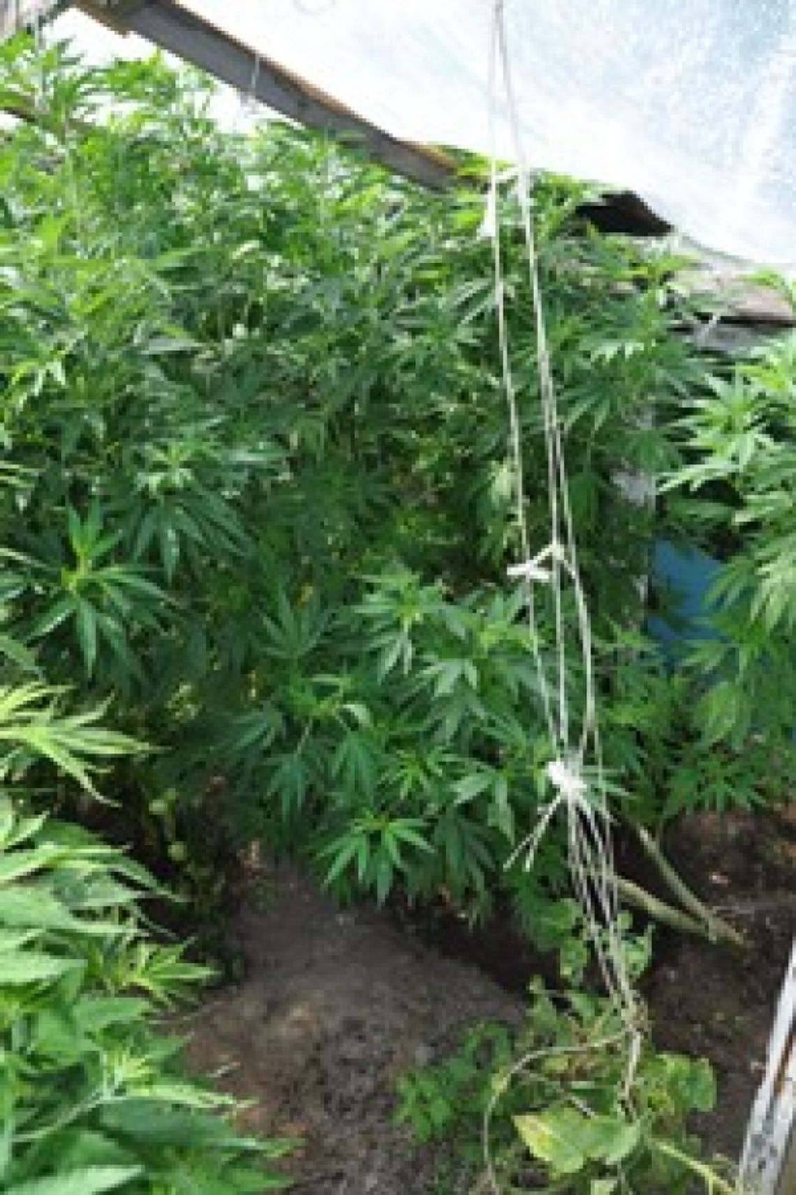 Ojciec i syn uprawiali konopie indyjskie