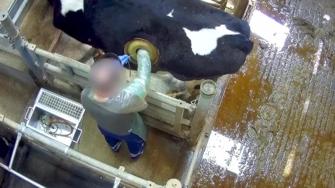 „Okienka” w żołądkach żywych krów. Szokujące nagranie [wideo]