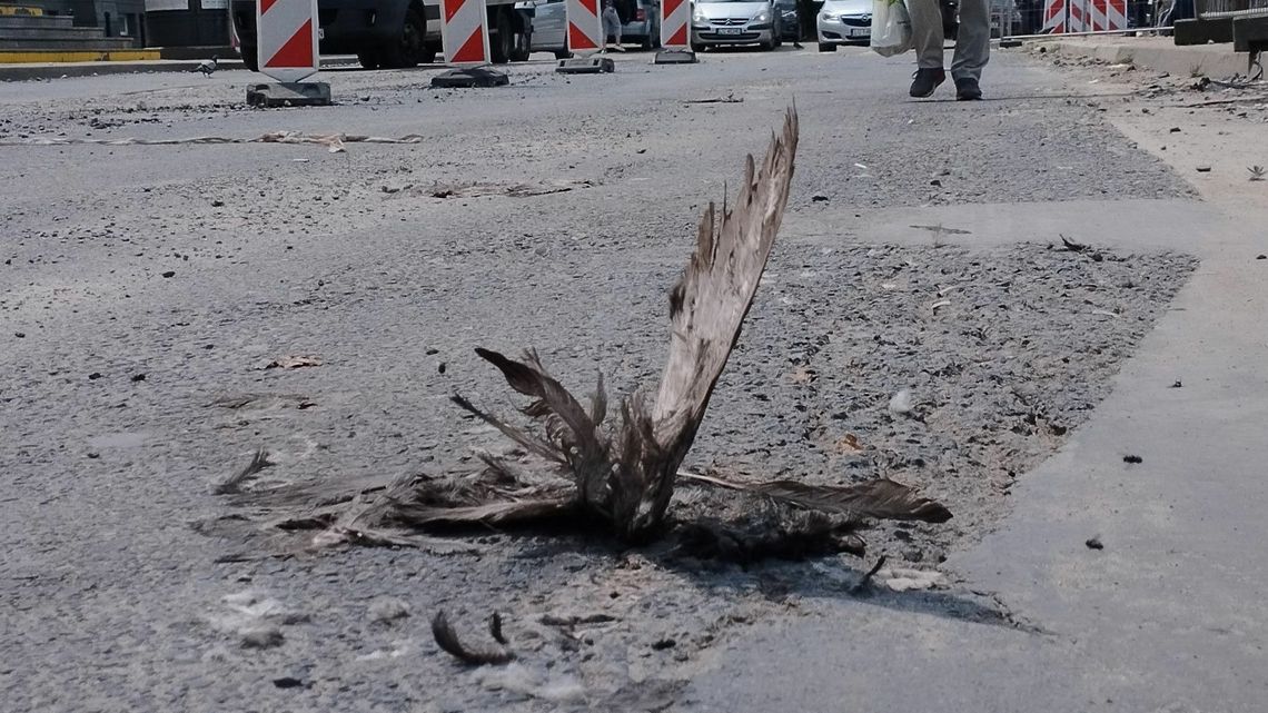 Okolice dworca PKP w Lublinie i fetor z trucheł gołębi