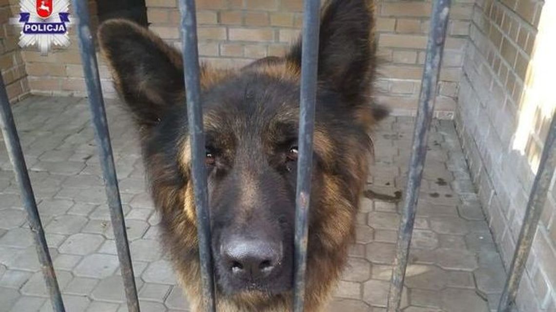 Okuninka. Zgubili nad jeziorem psa. Policjanci zabrali zwierzę na komendę
