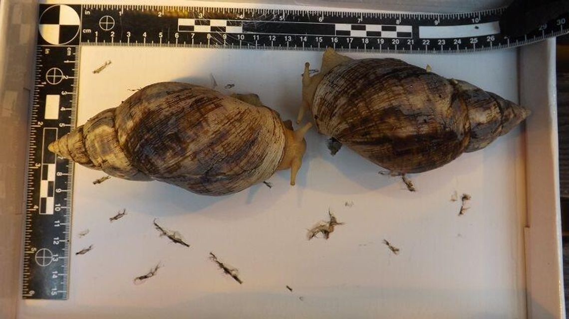 Olbrzymie ślimaki na granicy. Były w bagażu obywatela Ukrainy