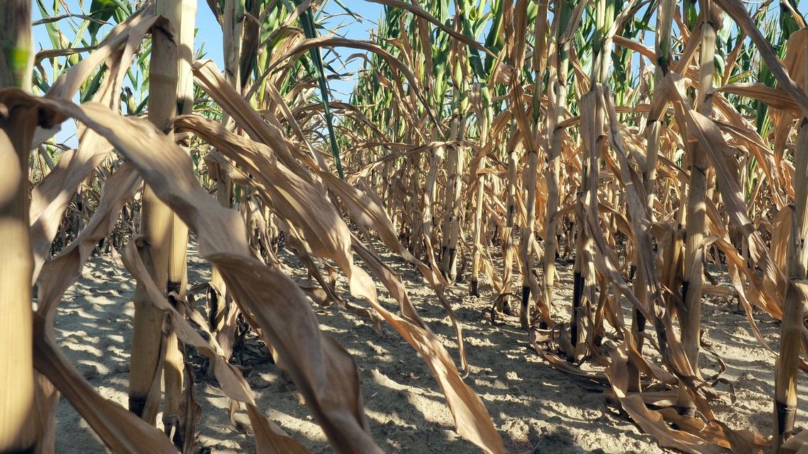 Olbrzymie straty rolników z woj. lubelskiego. Najgorzej jest w dwóch powiatach