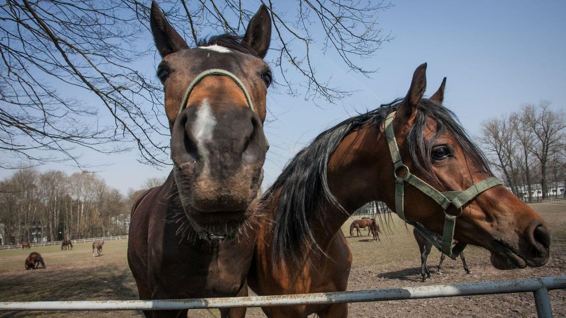 Olbrzymie straty stadniny w Janowie. Komentarz rzecznika: Ktoś boi się, że nam ta aukcja wyjdzie Olbrzymie straty stadniny w Janowie. Komentarz rzecznika: Ktoś boi się, że nam ta aukcja wyjdzie