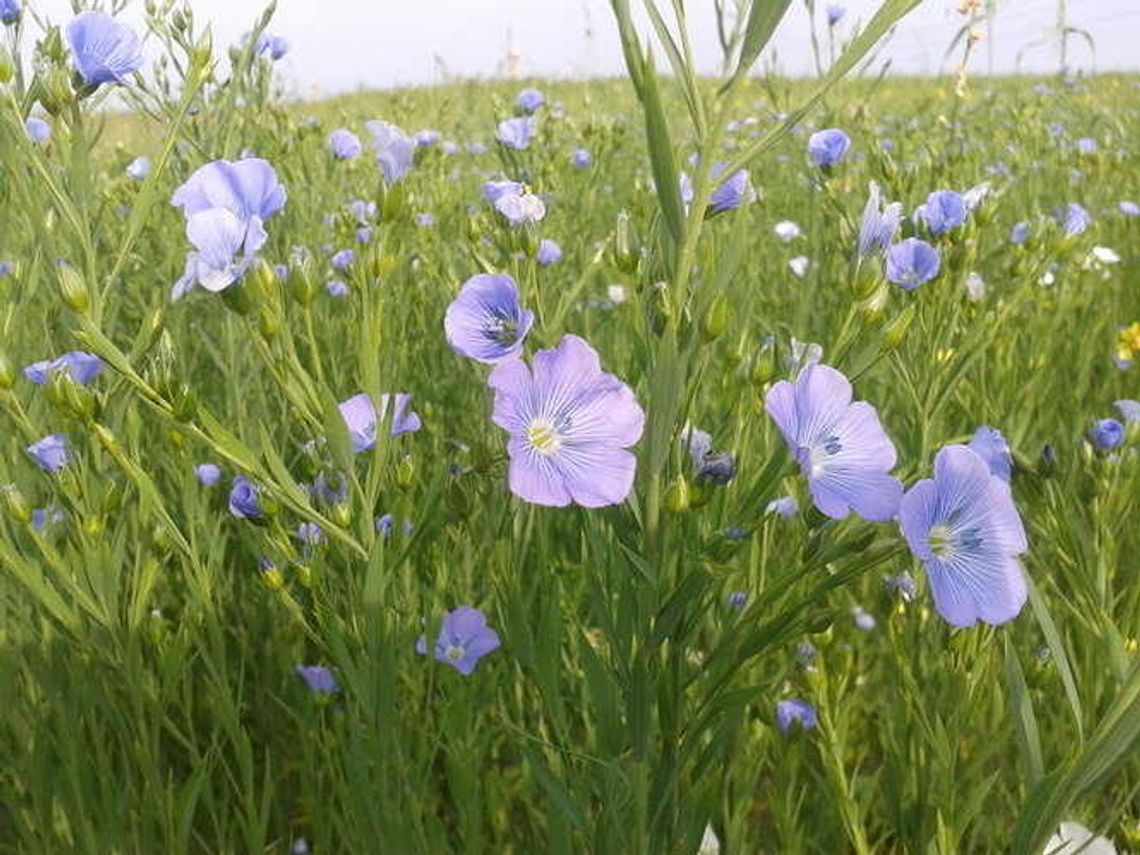 Olejarnia Skarby Natury