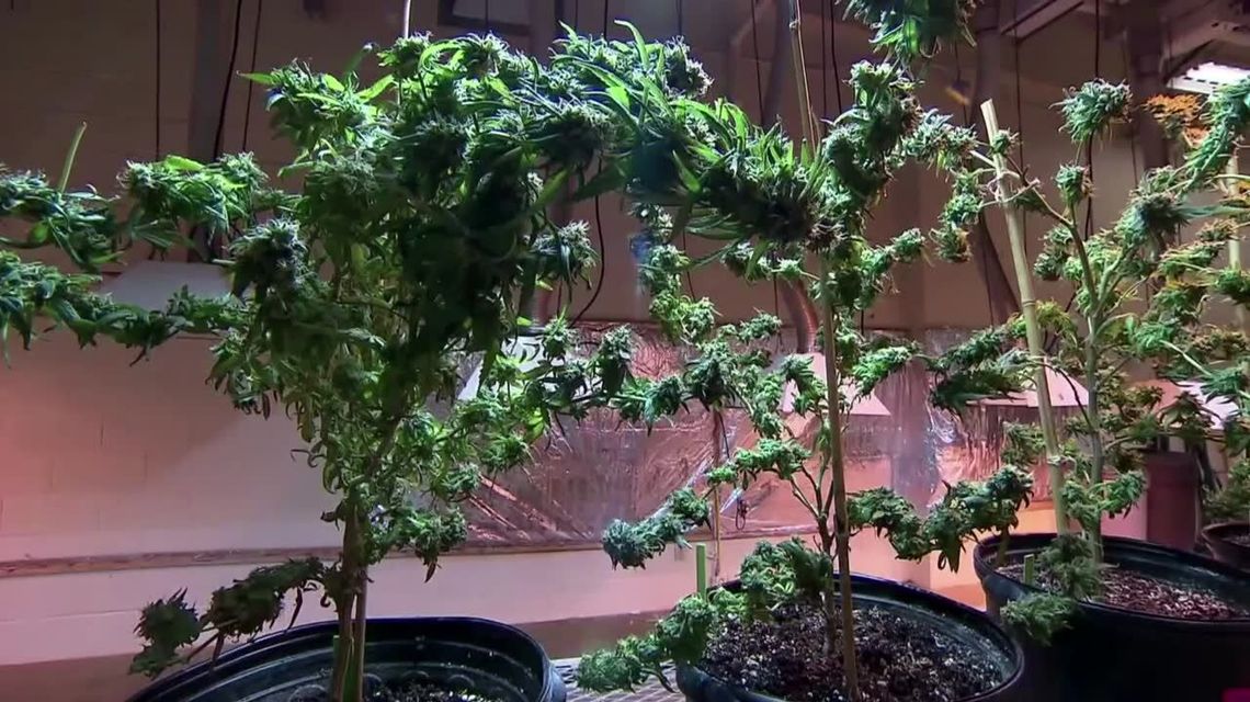 Olejki CBD. Jak wpływają na zdrowie i samopoczucie?