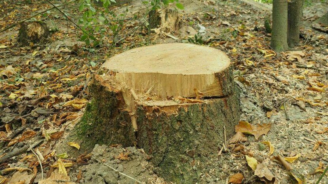 „Omyłkowo” wycięli pomnik przyrody. A prokurator za wcześnie umorzył sprawę