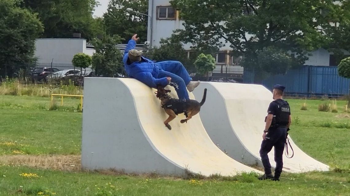 Oni mają dobrego nosa. Czworonożni funkcjonariusze lubelskiej policji pokazywali swoje umiejętności