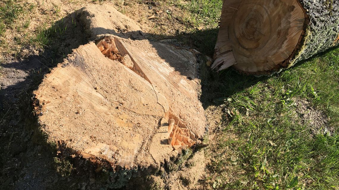 Opole Lubelskie. Dlaczego wycinają nam drzewa?