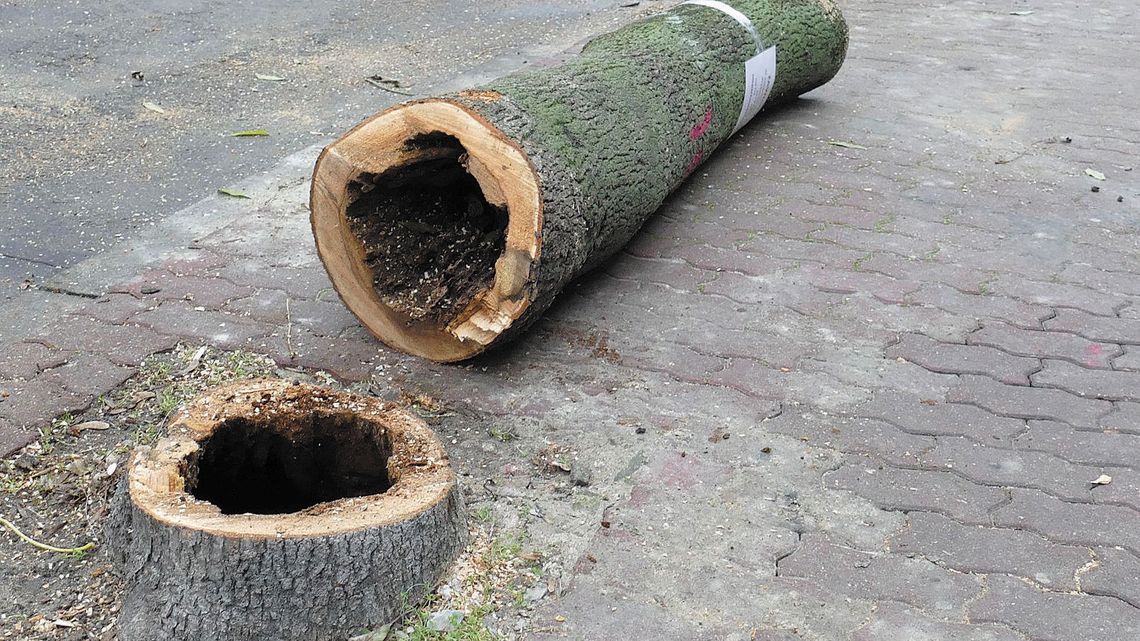 Opole Lubelskie: Wycinka drzew i nowe nasadzenia 