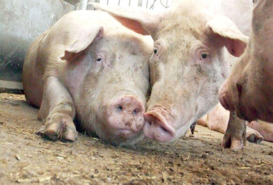 Opole Lubelskie: Zwierzęta nie będą limitowane