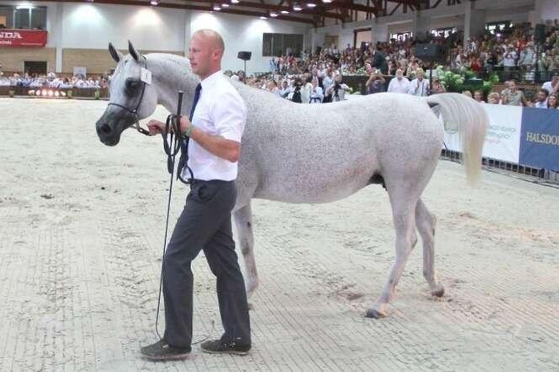 Opóźniony kalendarz Pride of Poland? Nie ma jeszcze listy aukcyjnej
