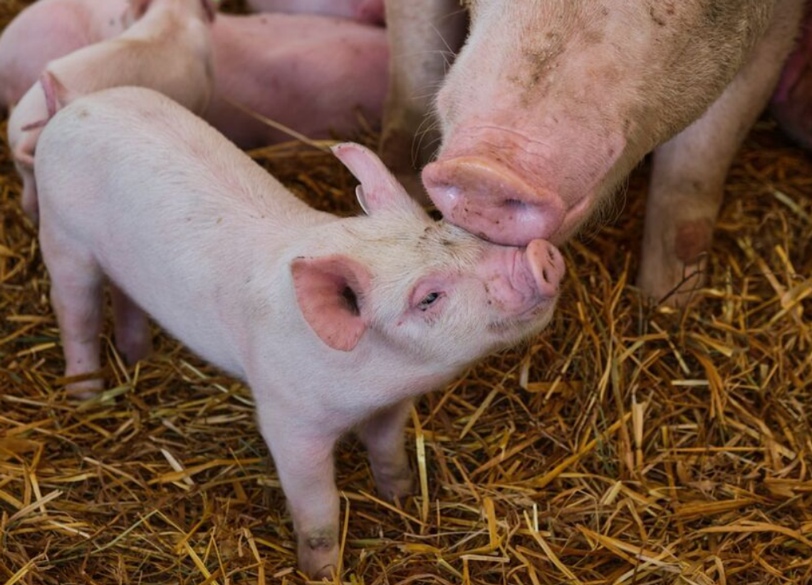 Optymalny rozwój trzody chlewnej dzięki odpowiedniemu żywieniu Optymalny rozwój trzody chlewnej dzięki odpowiedniemu żywieniu