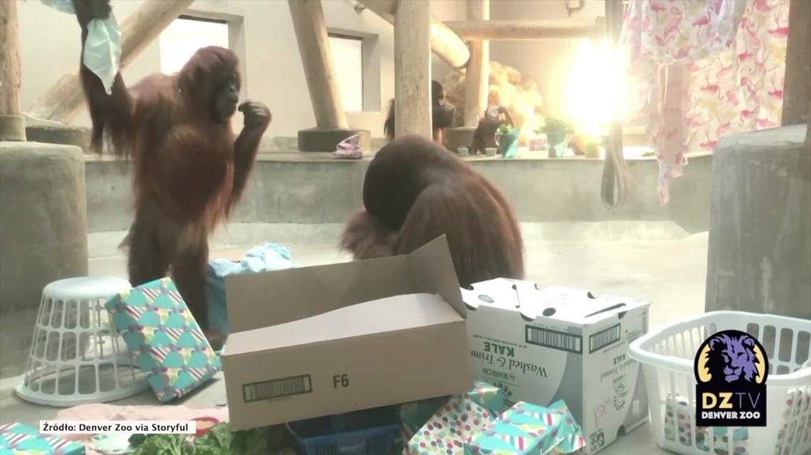 Orangutan z zoo w Denver świętuje 10. urodziny. Jak wyglądała imprezka? Orangutan z zoo w Denver świętuje 10. urodziny. Jak wyglądała imprezka?