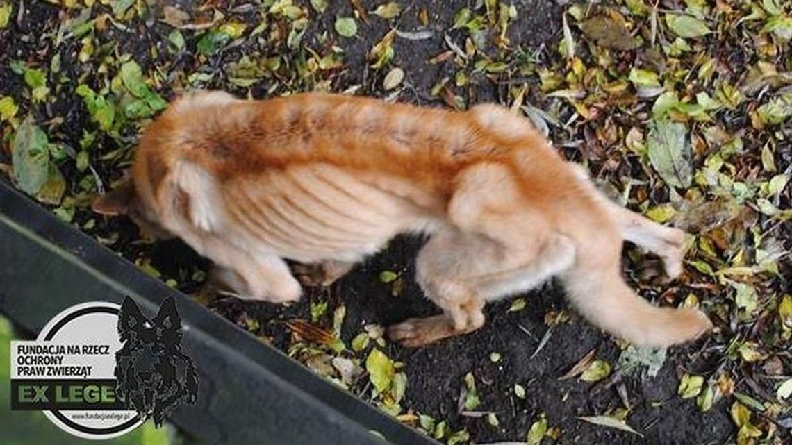 Organizacje nie będą mogły ratować zwierząt przed oprawcami? Lubelski polityk pomysłodawcą ustawy