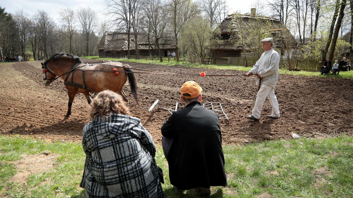 Orka konna i zabytkowe pługi. Takie rzeczy tylko w Muzeum Wsi Lubelskiej