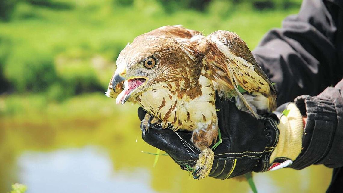 Orlik spętany żyłką wędkarską nie mógł się swobodnie poruszać