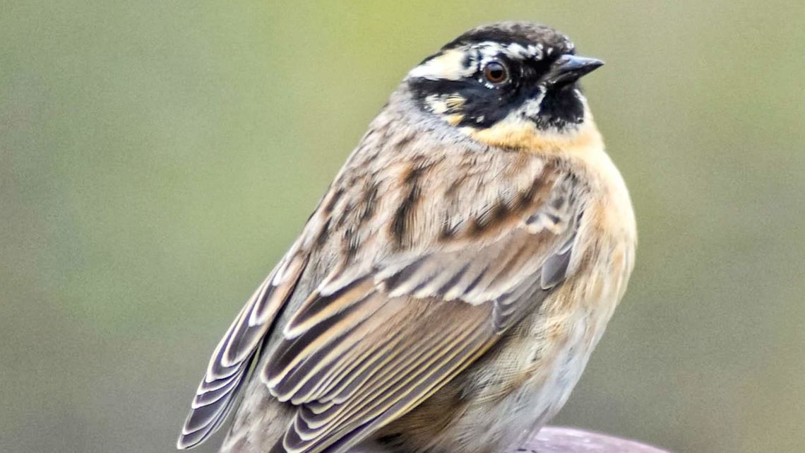 Ornitologiczna sensacja niedaleko Zamościa