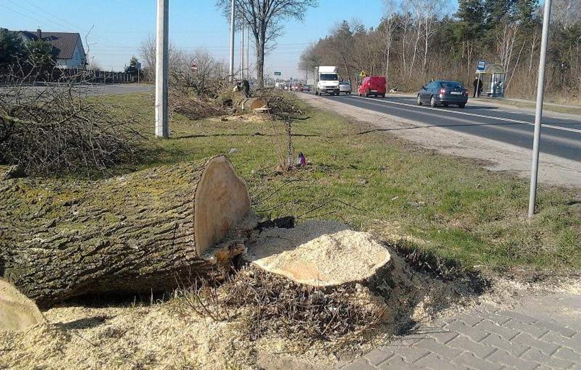 Os. Borek: Wycięli drzewa, bo zagrażały kierowcom