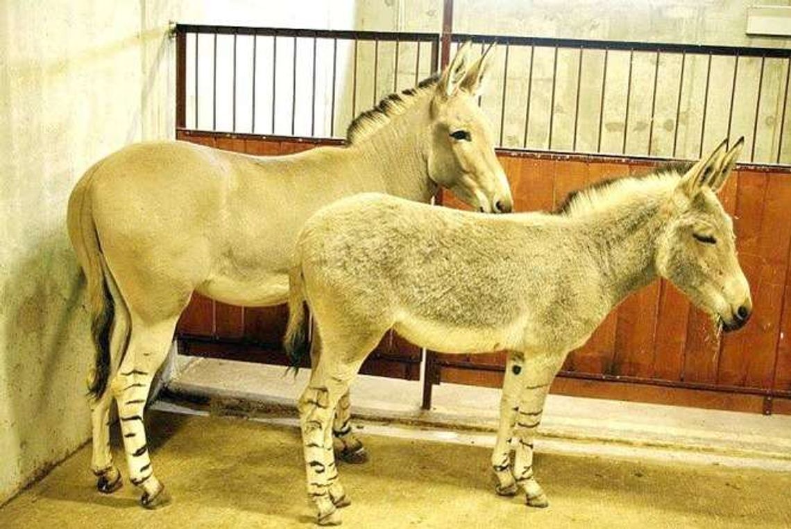 Osły somalijskie zamieszkały w zoo w Zamościu