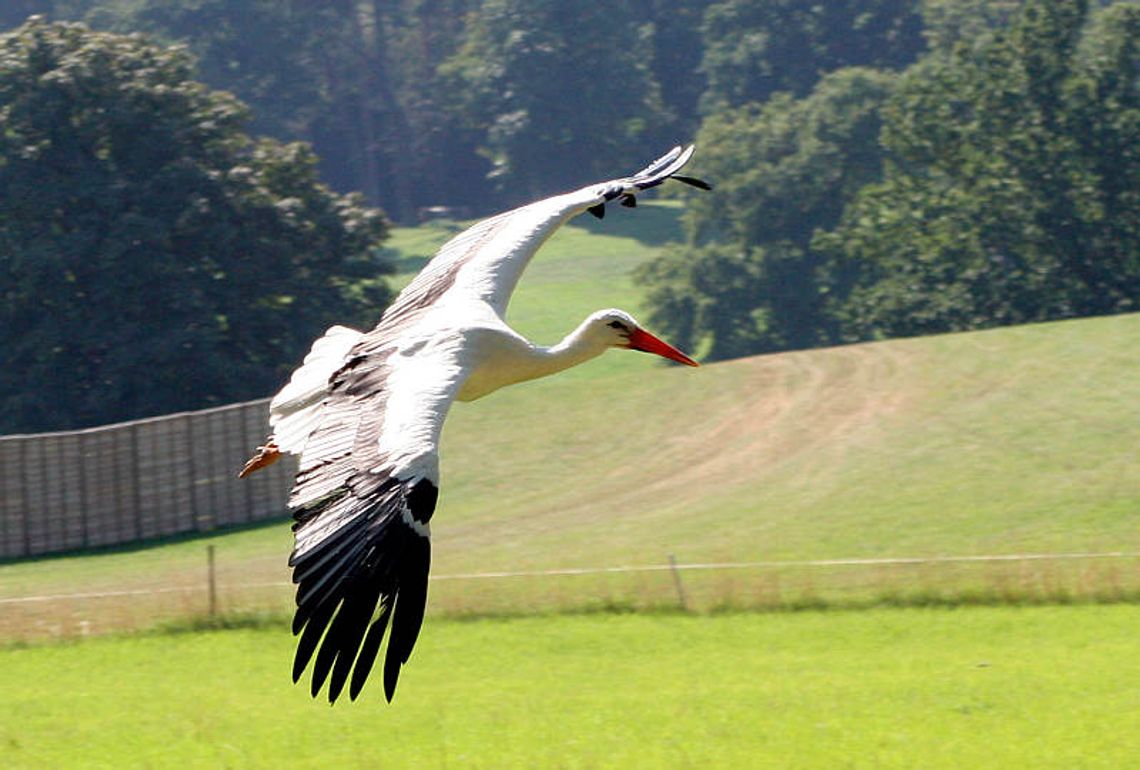 Osowa: Bocian zamiast polować, nauczył się żebrać