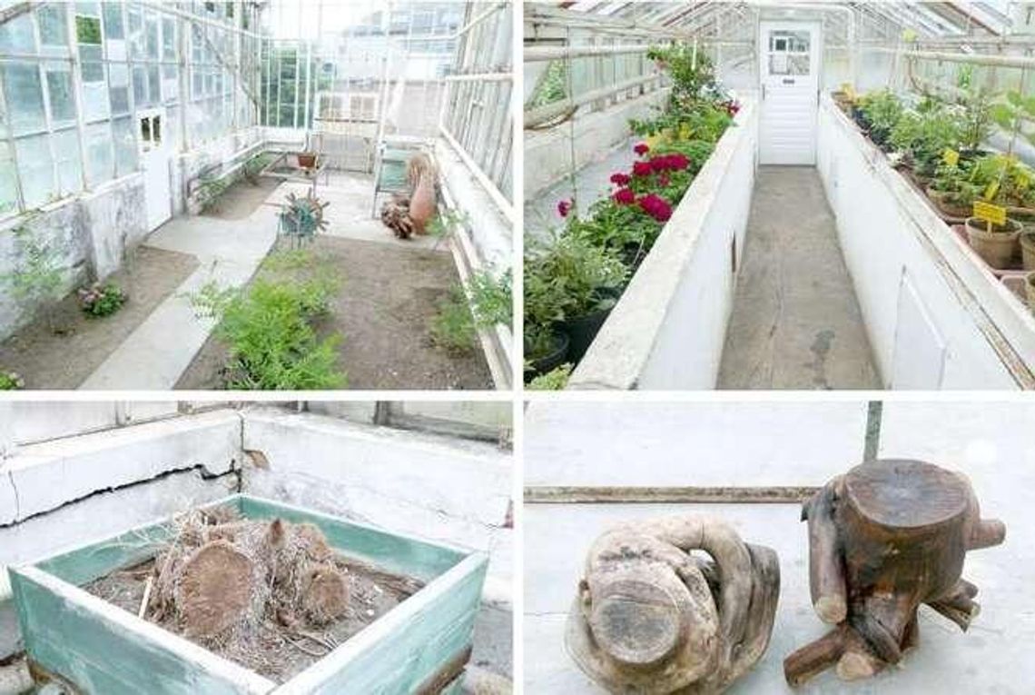 Ostatnia palmiarnia musi zginąć?