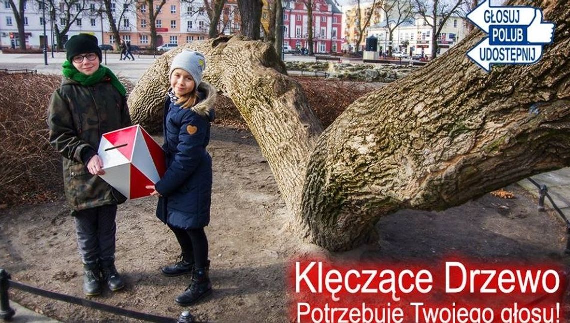 Ostatnia szansa, by oddać głos na Drzewo Roku 2019
