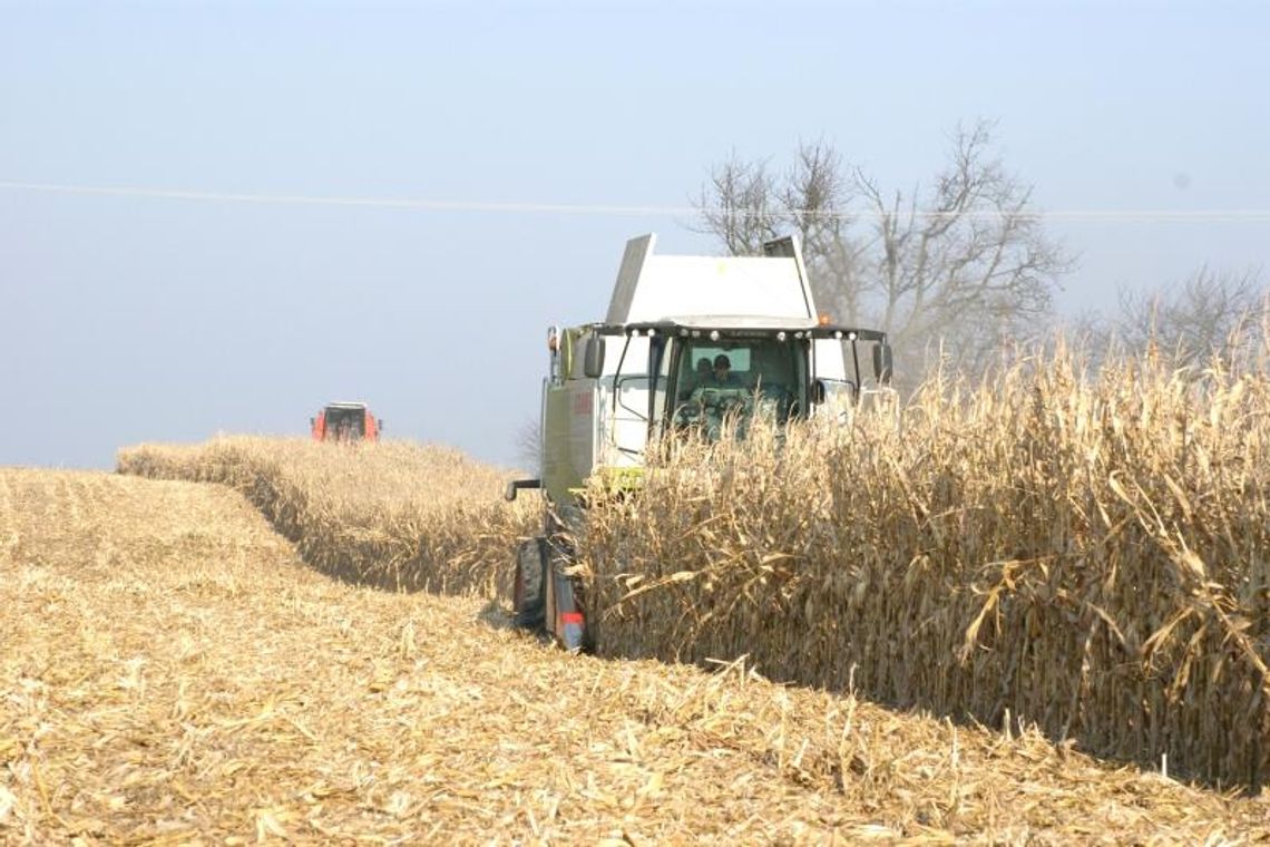 Ostatnie żniwa w tym roku