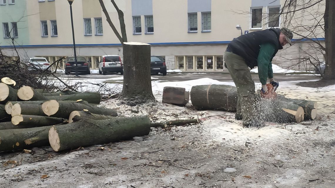 Ostre cięcia na kampusie UMCS. Zniknęło kilkadziesiąt drzew Ostre cięcia na kampusie UMCS. Zniknęło kilkadziesiąt drzew