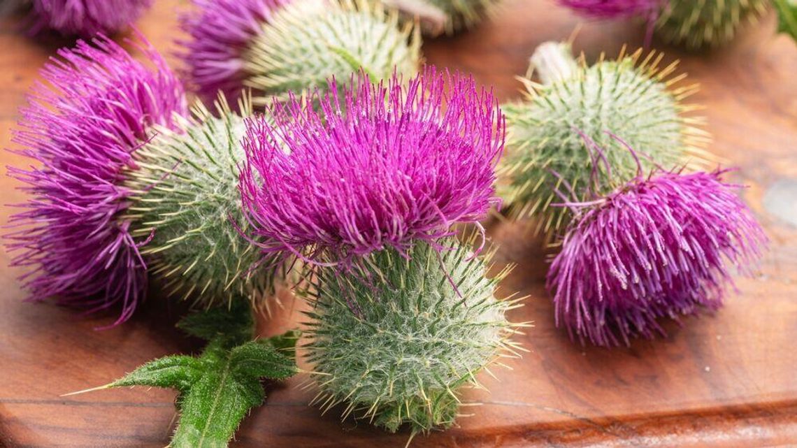 Ostropest plamisty – naturalny sojusznik Twojej wątroby