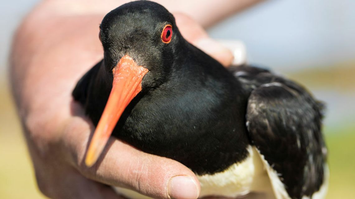Ostrygojad Kazik znów nadaje z Maroka 
