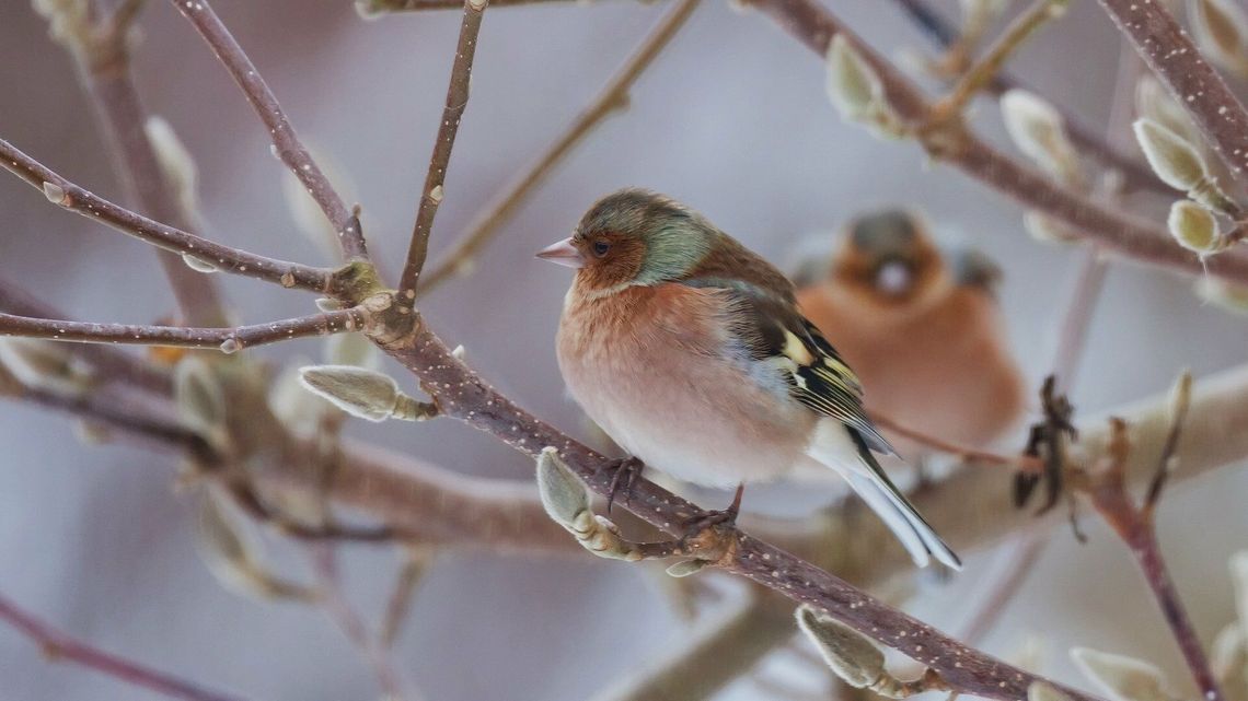 Ostrzeżenie IMGW dla lubelskiego. To będzie trudna noc