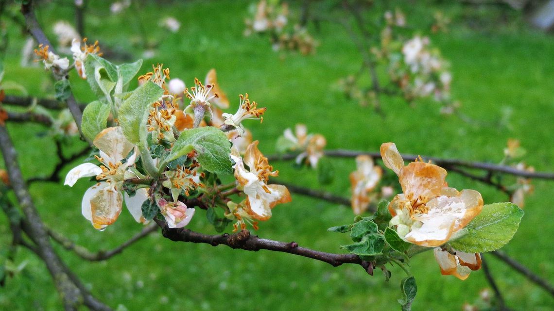 Ostrzeżenie pogodowe IMGW. Prognoza na niedzielę