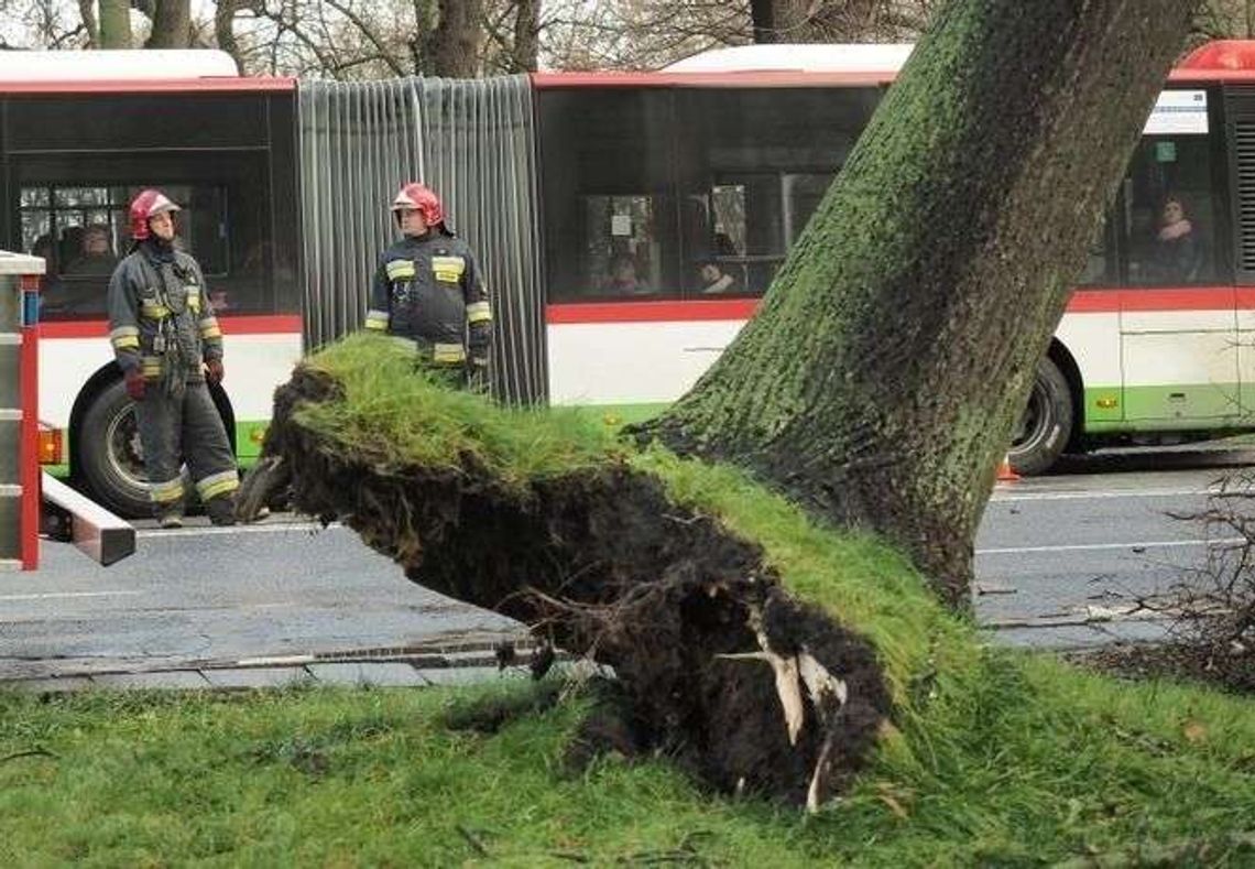 Ostrzeżenie przed silnym wiatrem. Prędkość w porywach do 90 km/h