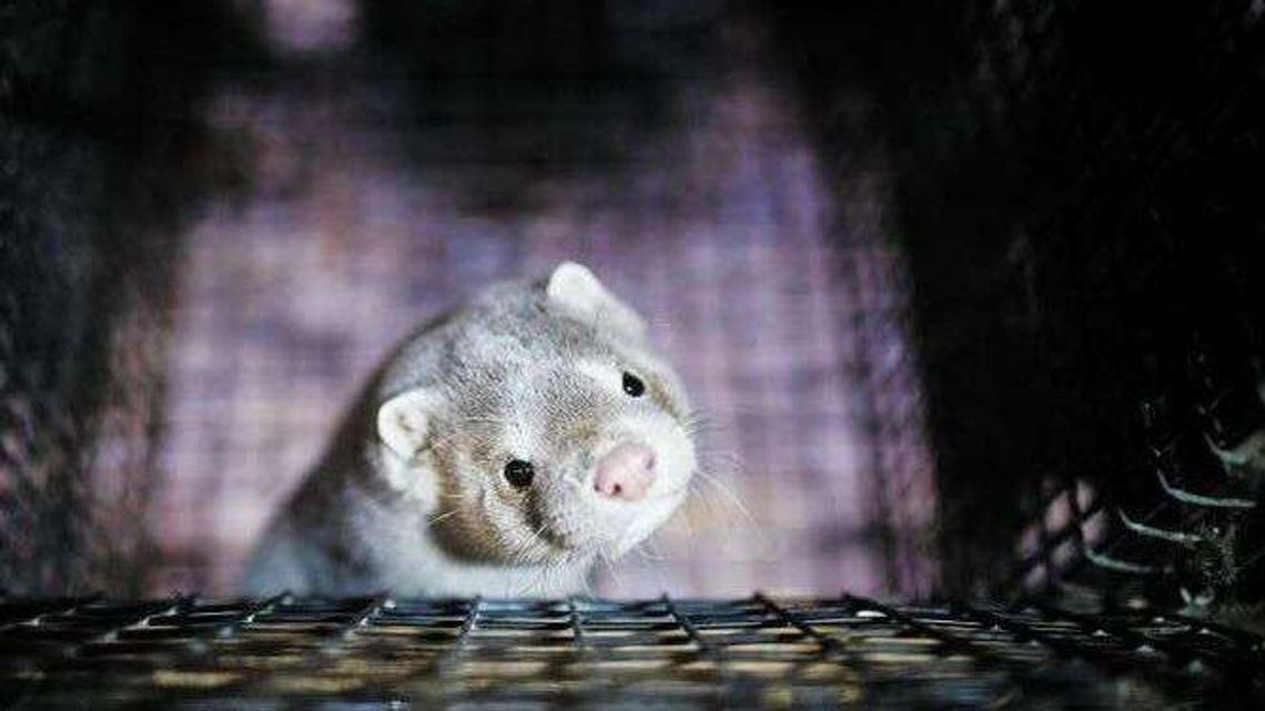 Otworzą klatki. Ratunek dla zwierząt futerkowych czy triumf lobby „ekologów”?