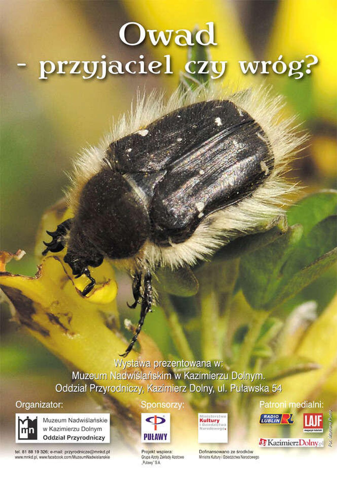 "Owad – przyjaciel czy wróg?". Wystawa w Muzeum Przyrodniczym w Kazimierzu