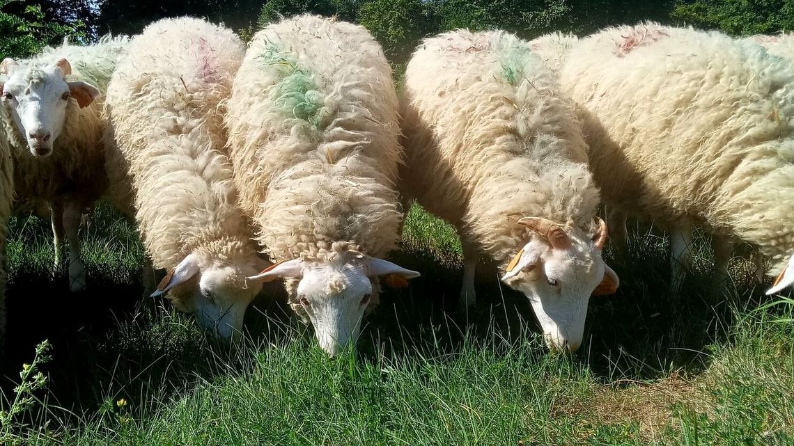 Owce już na wypasie w Janowcu. Mają ważne zadanie