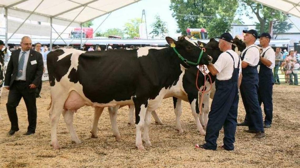 Owce, kozy, bydło, ptaki i alpaki. Wystawa w Sitnie już w ten weekend Owce, kozy, bydło, ptaki i alpaki. Wystawa w Sitnie już w ten weekend