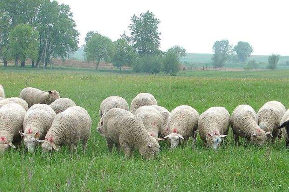 Owce na łąkach obok Zamościa, Chełma i Hrubieszowa. Pomogą w ochronie przyrody
