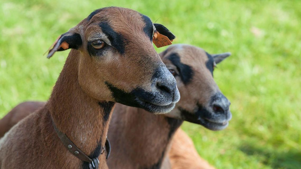 Owce na naukowym wypasie. Pilotażowa współpraca hodowcy i zamojskich przyrodników