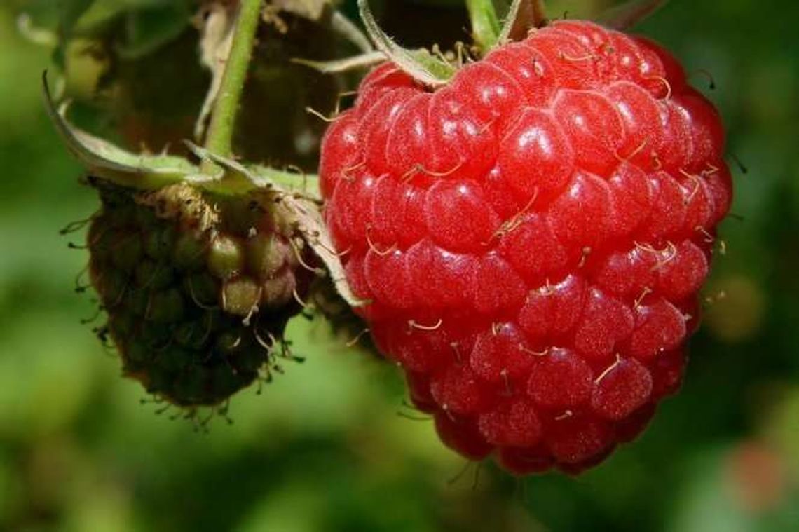 Owocowy sezon zapowiada się dobrze. Jakie ceny w skupie malin, czarnej porzeczki i wiśni?