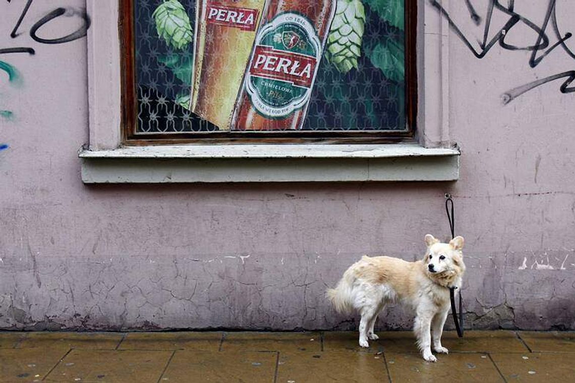 Oznakuj psa. Są jeszcze czipy Oznakuj psa. Są jeszcze czipy
