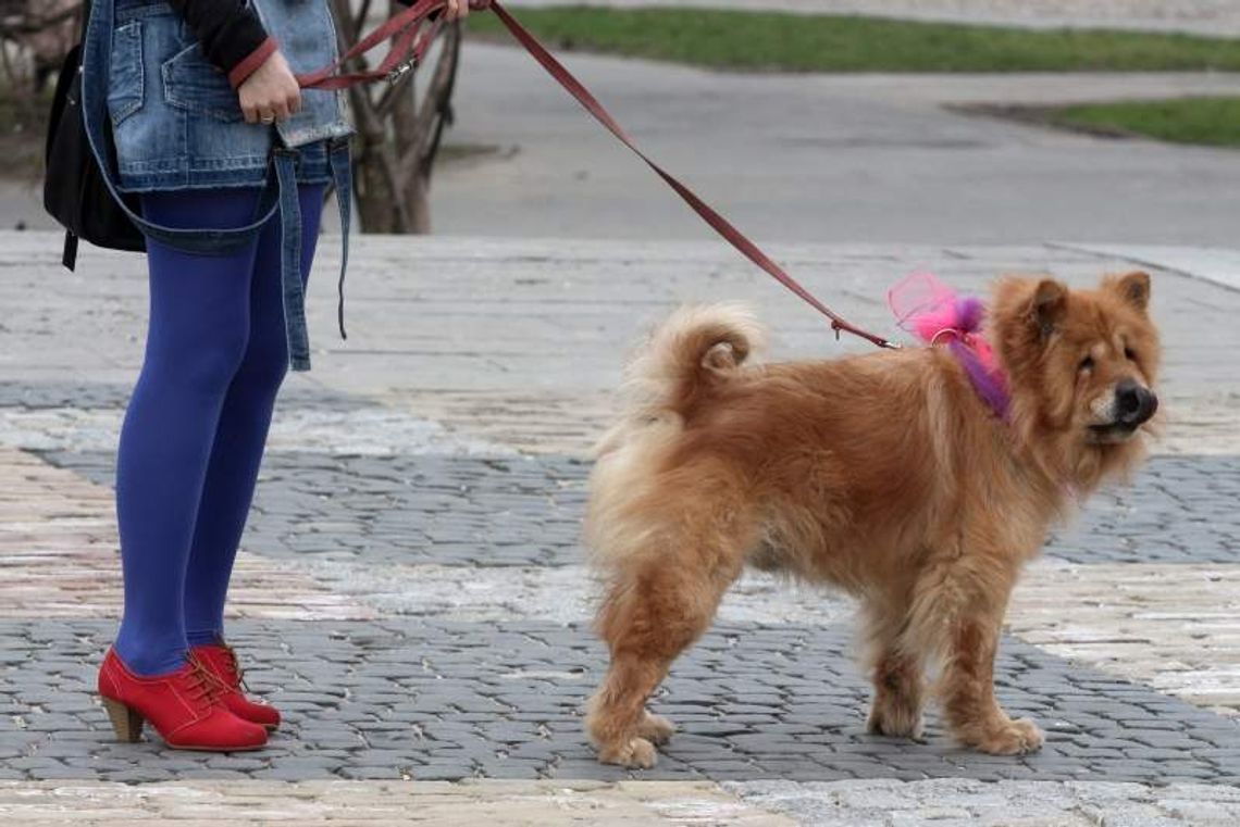 Oznakuj swojego psa czipem. Korzyści jest sporo