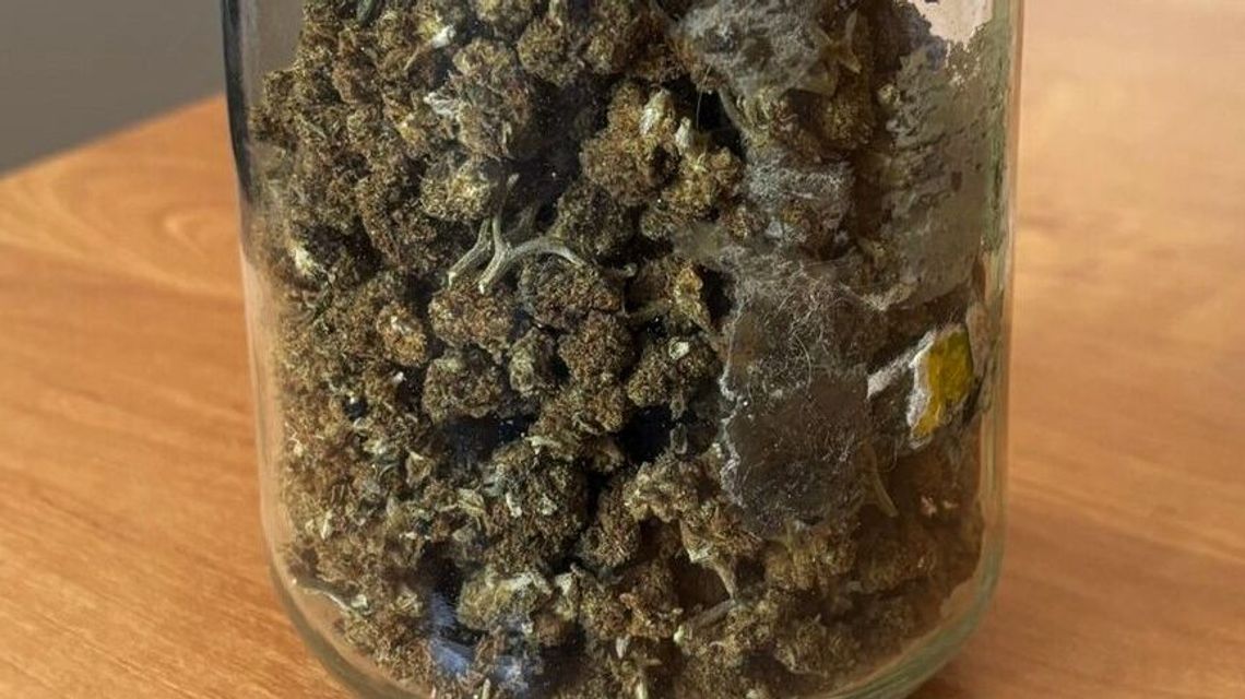 Pablo Escobar z Krasnegostawu Pablo Escobar z Krasnegostawu