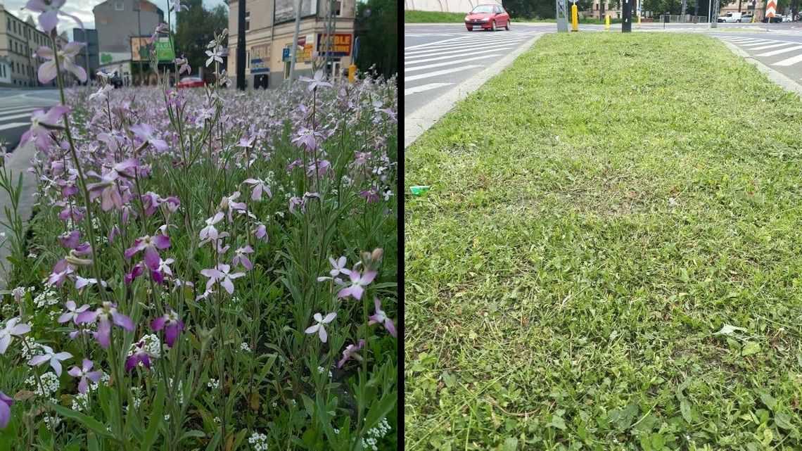 Pachnąca łąka na skrzyżowaniu w centrum Lublina. Skosili "ze względu na słabe warunki glebowe"